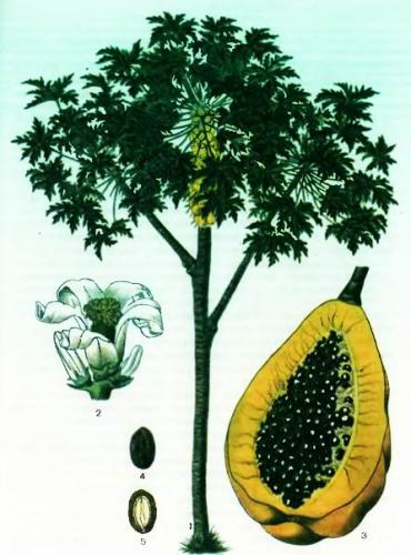 Дынное дерево или папайя